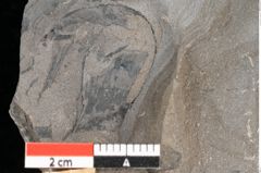 Foto (Detailansicht) von Camptopteris sp.  (NHMW-GEO-2024-0188-10508)